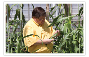 Roch Gaussoin inspecting corn stalks
