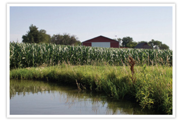 Corn and pond scene