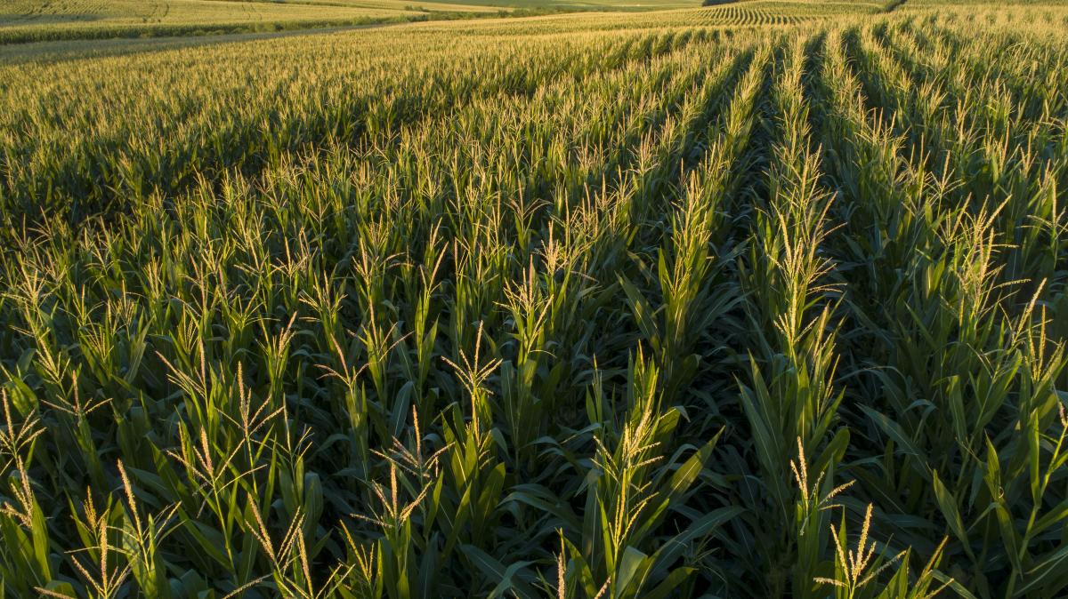 A corn field during late afternoon.