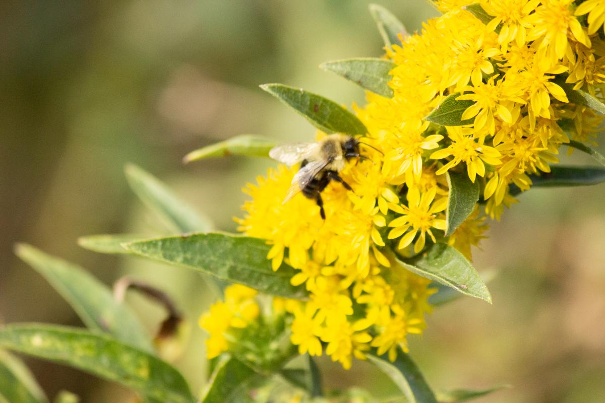 A honey bee pollinating a yellow wild flower.