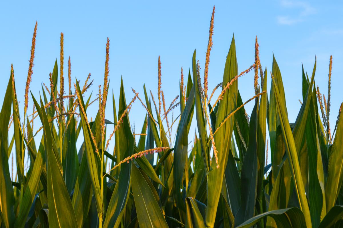 Tassels on standing corn in a field.