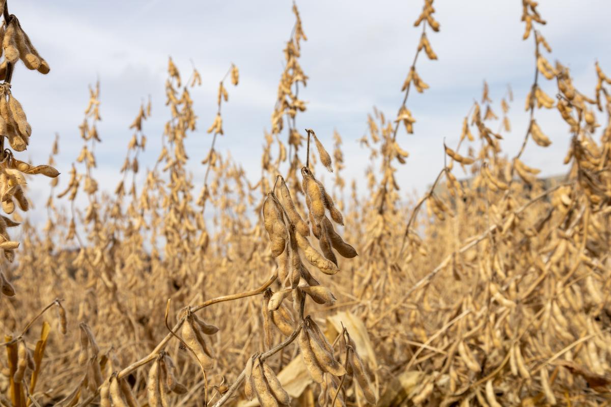 A field of dried soybeans awaiting harvest.