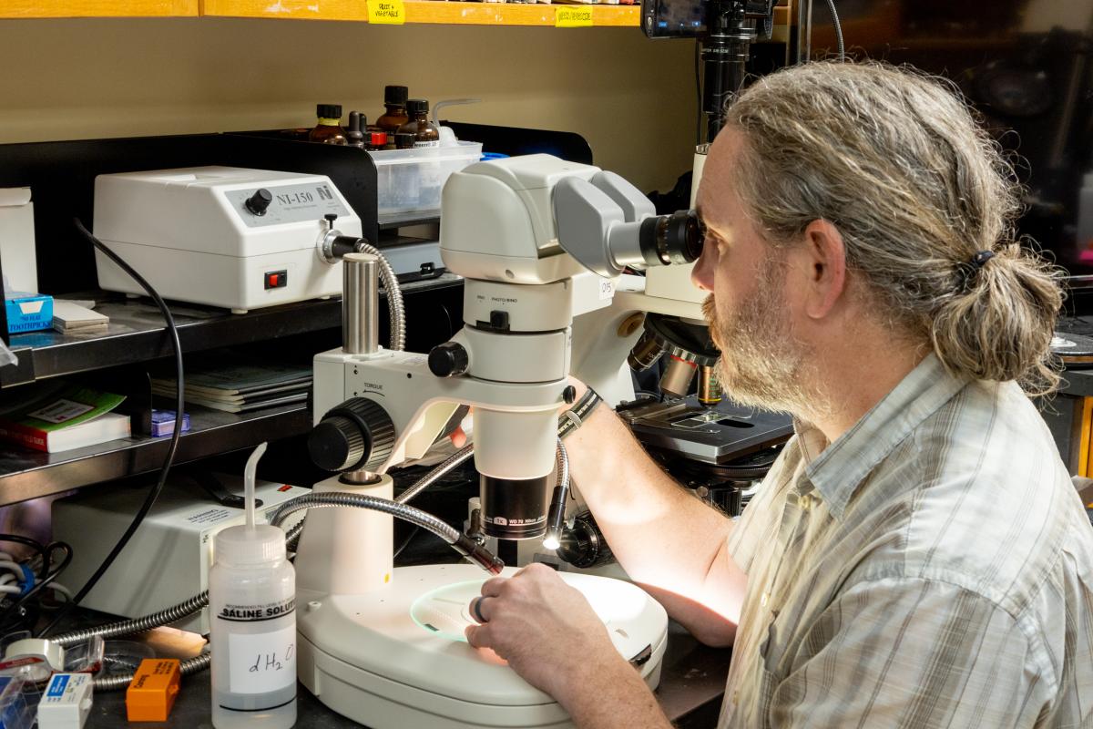 A lab worker looking into a microscope.