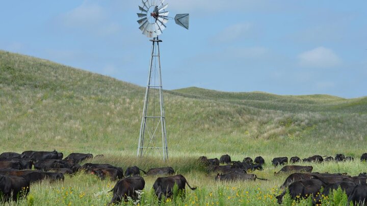Cattle in the Sandhills.