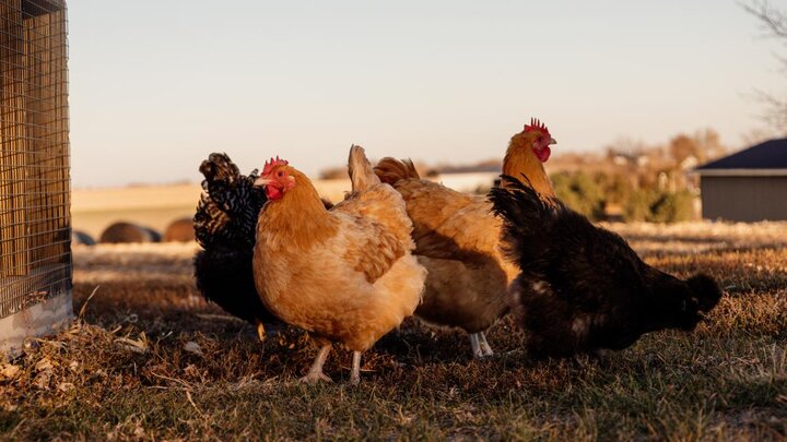 Chickens standing in grass outside of their coop.