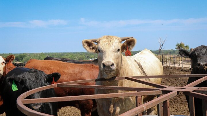 Cattle in feedlot.