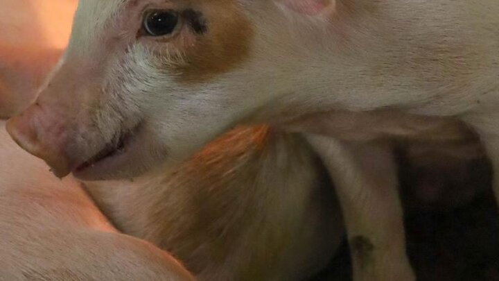 Piglets in a pen.