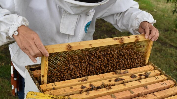 Judy Wu-Smart with a beehive.