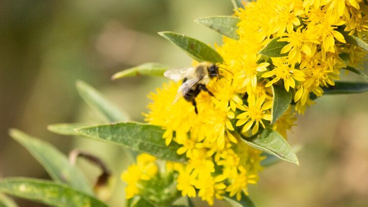 A honey bee pollinating a yellow wild flower.