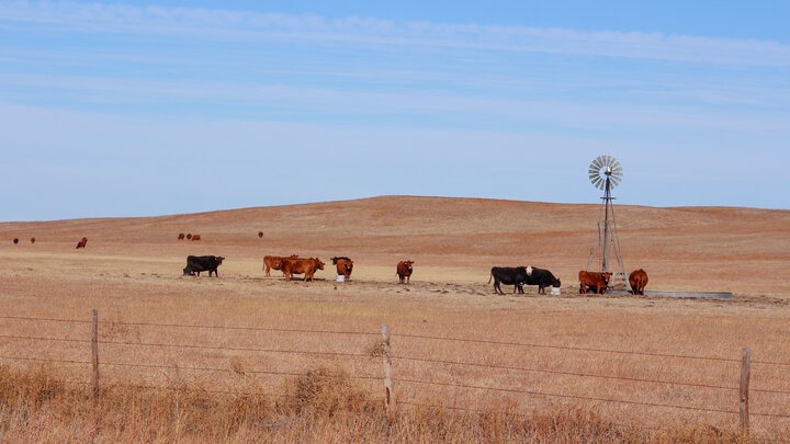 Cattle grazing in a field.