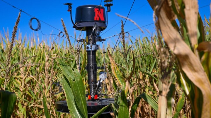 The spidercam amonst standing corn in the field.
