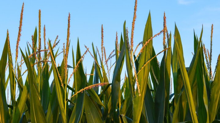 Tassels on standing corn in a field.