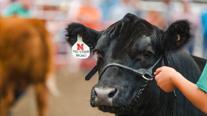 A black steer in a show ring.