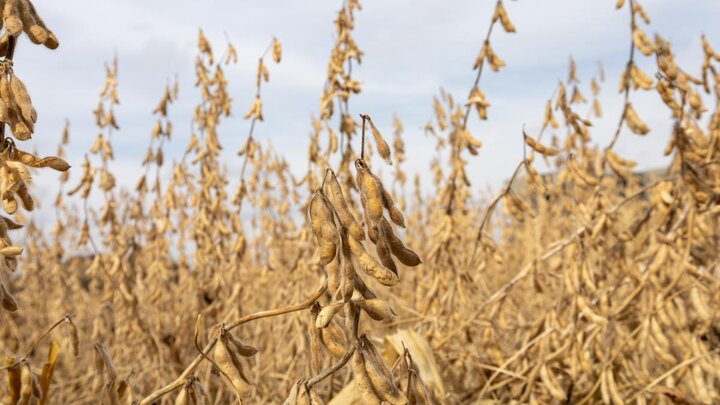 A field of dried soybeans awaiting harvest.