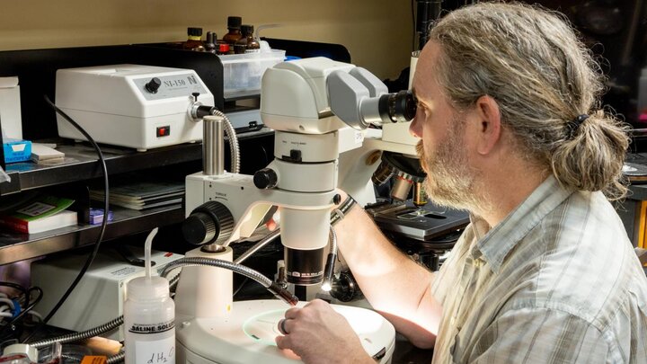 A lab worker looking into a microscope.